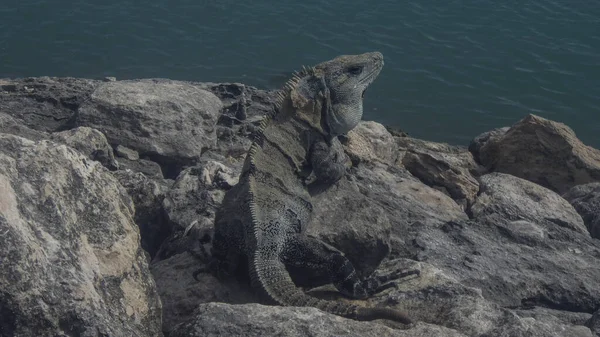 Iguane Lézard Appartenant Famille Des Reptiles — Photo