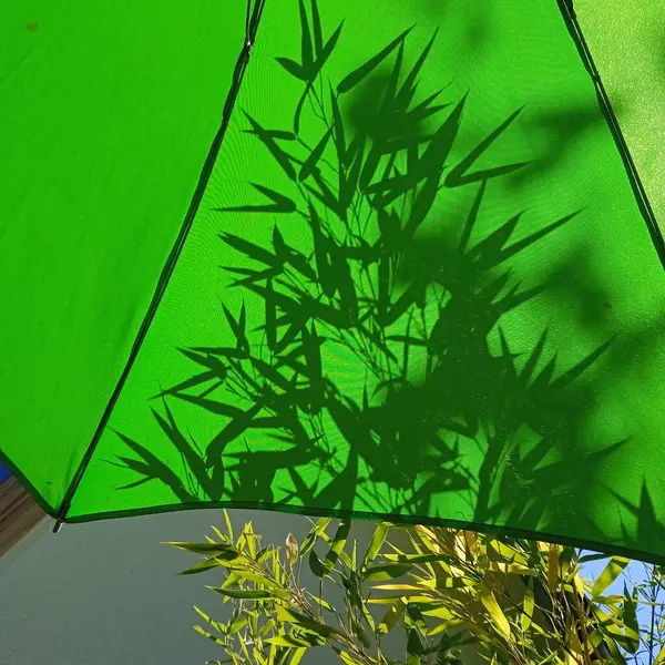 Bambuspflanzen Immergrüne Mehrjährige Blütenpflanzen Aus Der Familie Der Grasgewächse Poaceae — Stockfoto