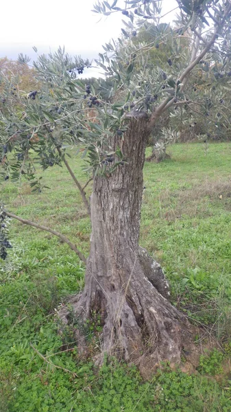 Olive Tree Green Leaves Black Olive Fruits — Stok fotoğraf