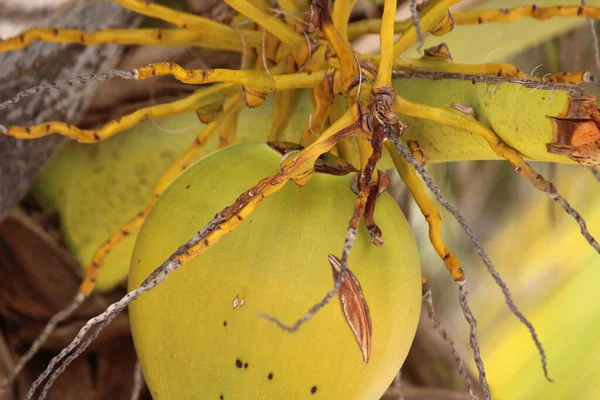 ココナッツはエキゾチックな甘い果物で殻が固い — ストック写真