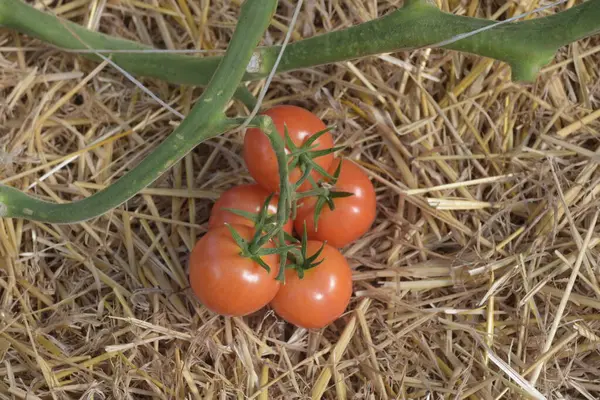 Pomodori Rossi Maturi Sulla Vite Verdure Sane Una Dieta Equilibrata — Foto Stock
