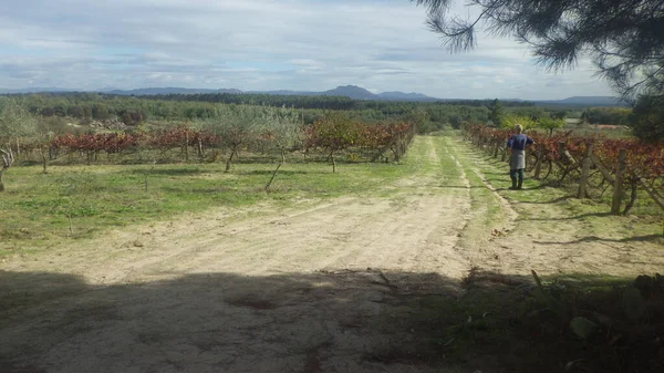 Vingård Och Odling Vin Inom Jordbruket Portugal — Stockfoto
