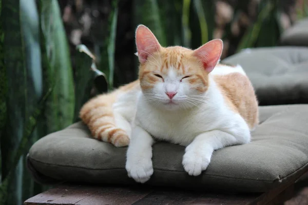 Egy Házi Macska Egy Népszerű Kedvtelésből Tartott Állat Emberek Számára — Stock Fotó