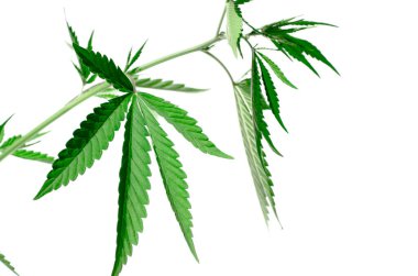 Beyaz arka planda kenevir çalısı. Esrar yaprakları