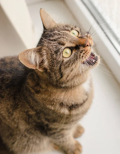 Pencere kenarında güzel çizgili bir kedinin portresi. Kedi pencereden doğaya bakar ve miyavlar.