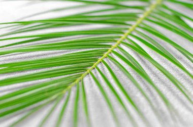Palmiye yaprağı seçici odak. Palmiye ağaçlarının yeşil yaprakları, seçici bir odak noktası. Doğal doğal arkaplan