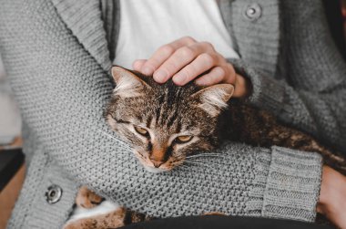 Çizgili, bakımlı kedi bir elde yatar, seçici bir odak