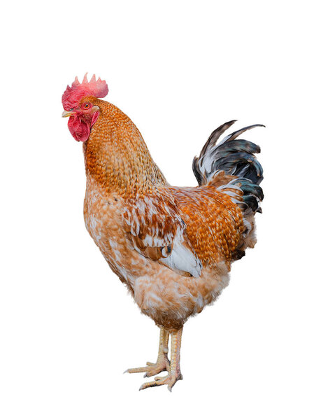 Big beautiful rooster on the farm. Rooster in the chicken coop