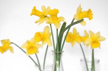 Beyaz arka planda sarı nergis buketi, minimalizm, seçici odaklanma