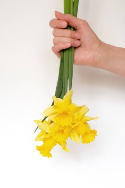 Beyaz arka planda bir kadın elinde baş aşağı nergis buketi.