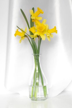 Beyaz arka planda şeffaf cam vazoda sarı nergis buketi.