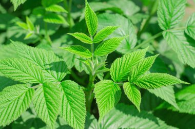 Genç ahududu filizi. Ahududu çalılarının yeşil yaprakları, seçici odaklanma