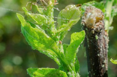 Ağacın genç bir dalında yaprak bitleri. Ağaç hastalıkları, bahçıvanlık