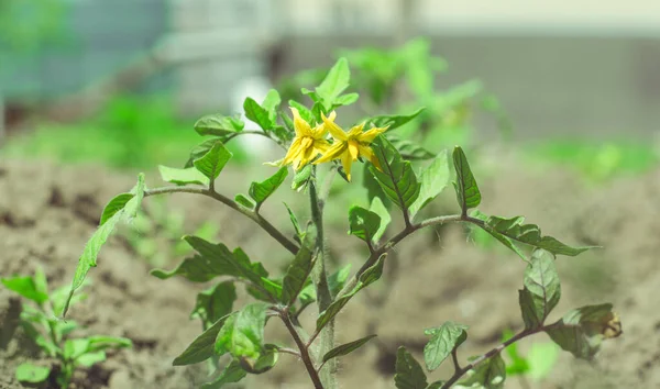 Flowering Tomato Bush Close Growing Tomatoes Outdoors — 스톡 사진