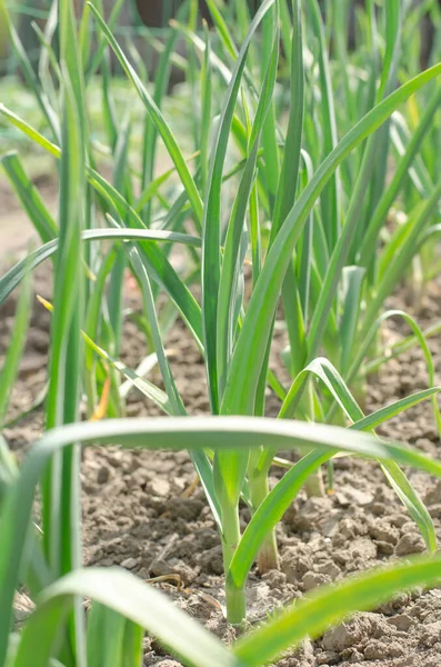 Young Garlic Grows Garden Growing Garlic Home — 스톡 사진