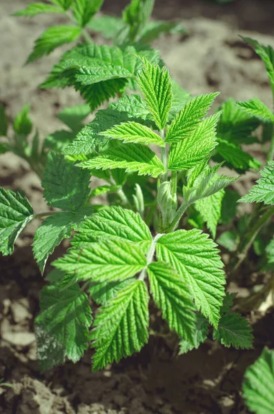 Brotes Jóvenes Arbusto Frambuesa Cultivando Frambuesas Casa Concepto Jardinería —  Fotos de Stock