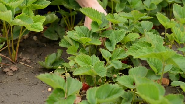 Ženské Ruce Sbírají Jahody Keřů Zblízka Zahradní Koncept Sklizeň Jahod — Stock video