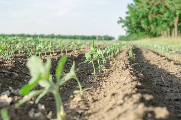 Campo Giovani Germogli Girasole Attenzione Selettiva Coltivazioni — Foto Stock