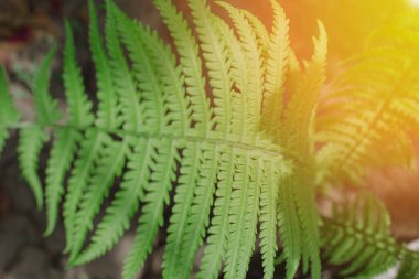 Güneşte genç yeşil eğrelti otu yaprağı. Güneş ışığında yeşil eğreltiotu arka planı