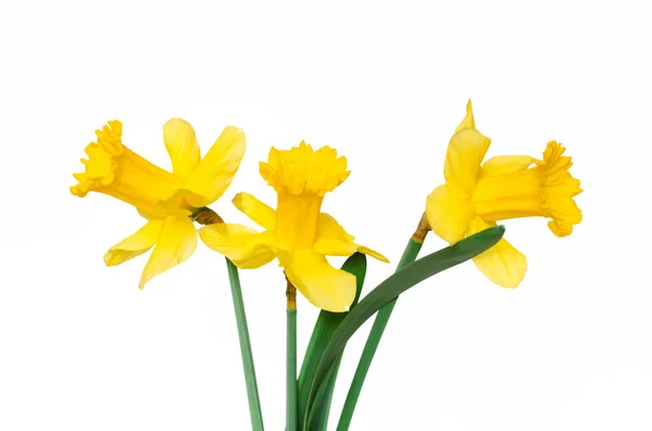 Yellow Daffodils White Background Isolate Minimalism Selective Focus — Stock Photo, Image