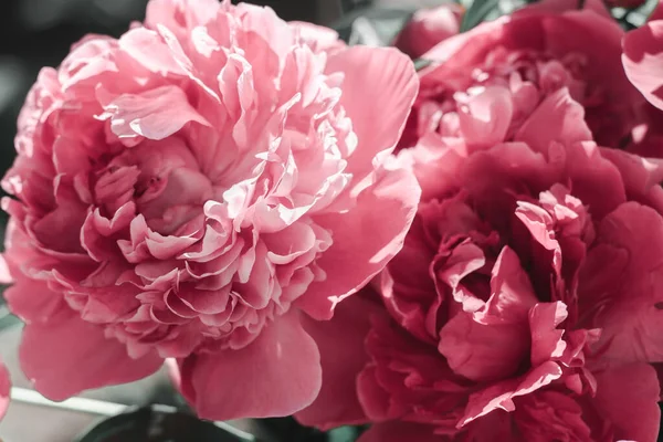 Háttér Gyönyörű Rózsaszín Bazsarózsa Vörös Bazsarózsa Közelkép Gyönyörű Művészeti Feldolgozás — Stock Fotó