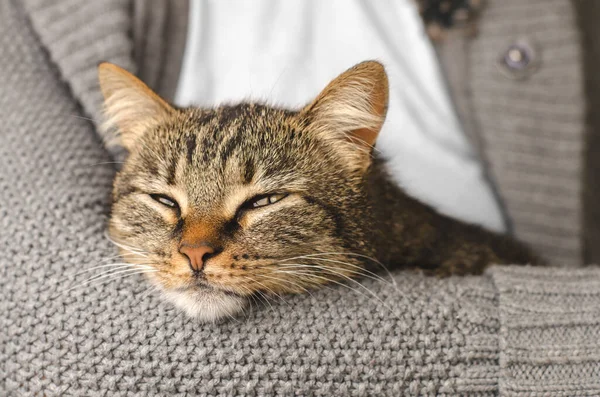 triped well-groomed cat lies on a hand, selective focus