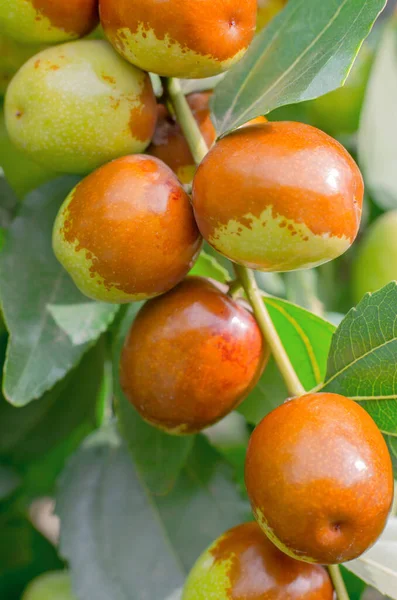 Ripe fruits of Chinese date on a tree branch. Ripe jojoba