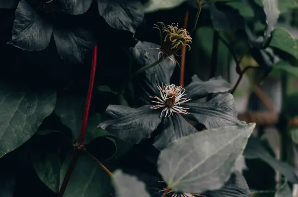 Beau Fond Fleurs Noires Clématites Magnifique Fond Naturel Fleurs Noires — Photo