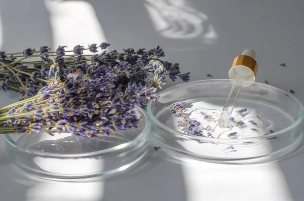 Research and development of lavender body care cosmetics. Side view of the gel structure in a petri dish with a pipette and lavender flowers.