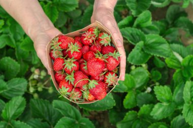 Yaşlı bir kadının ellerinde taze çilek dolu karton kutu, yakın plan.