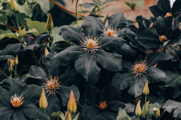 Beautiful background of black clematis flowers. Wonderful natural background. Black flowers