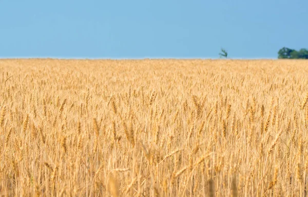 Campo Grano Cielo Pere Mature Frumento Attenzione Selettiva — Foto Stock