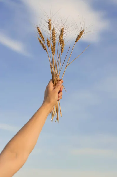 Ears Wheat Female Hands Blue Sky Selective Focus Wheat Field Royaltyfria Stockfoton