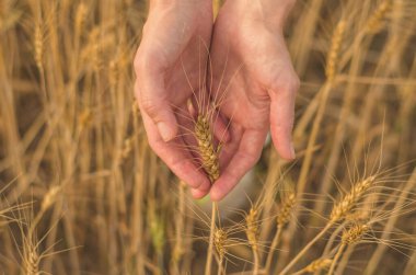 Buğday kulakları kadın ellerinde, seçici odaklanma. Buğday tarlası, hasat
