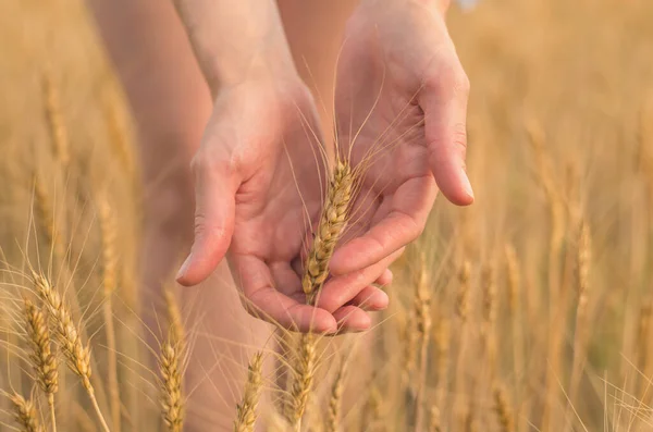 Orecchie Grano Primo Piano Nelle Mani Femminili Messa Fuoco Selettiva — Foto Stock