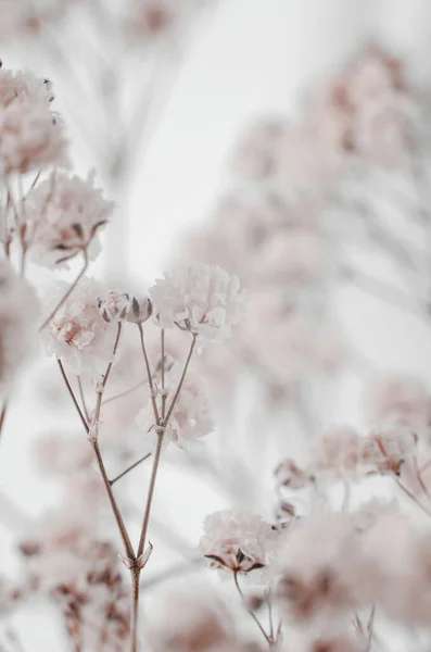 Breathing Baby Gypsophila Macro Photography Bouquet Gypsophila Beige Background Selective Imagen De Stock