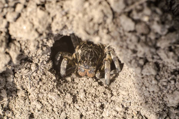 Tarentule Araignée Dans Trou Terre Gros Plan — Photo