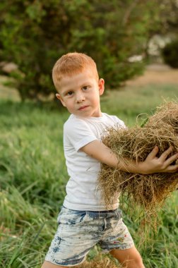 A five-year-old red-haired boy collects hay to feed the cattle. Farmer's child helps collect hay