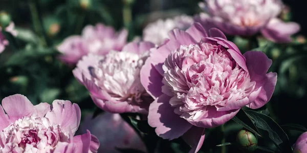 Background of peonies. Bouquet of beautiful flowers peonies. Pink peonies close-up in a mystical treatment