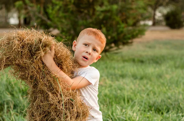 A five-year-old red-haired boy collects hay to feed the cattle. Farmer's child helps collect hay