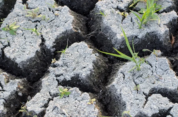 Global water scarcity on the planet. The bottom of a dried lake in Ukraine.