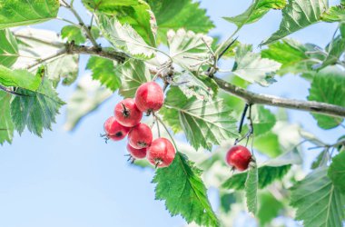 Ripe hawthorn fruit on a branch against the blue sky. Red hawthorn. Summer fruit harvest. Selective focus.