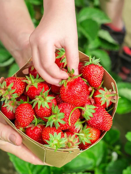 Harvest strawberries at home. The hands of an elderly woman hold a box of homemade strawberries, a child's hand takes strawberries from the box.