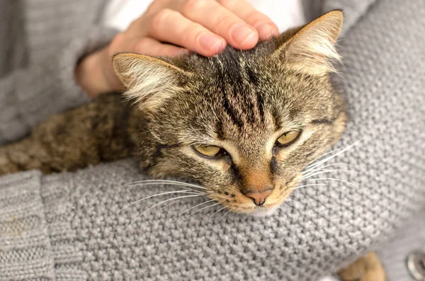 A striped well-groomed cat lies on a hand, selective focus. Woman petting a cat