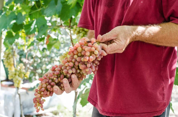 A bunch of pink grapes in the hands of an elderly man. Winemaking. Autumn harvest.