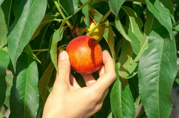 A woman's hand picks a peach nectarine from a tree, close-up