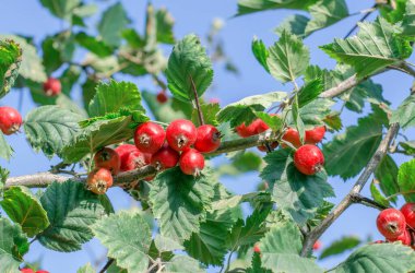 Ripe hawthorn fruit on a branch against the blue sky. Red hawthorn. Summer fruit harvest. Selective focus