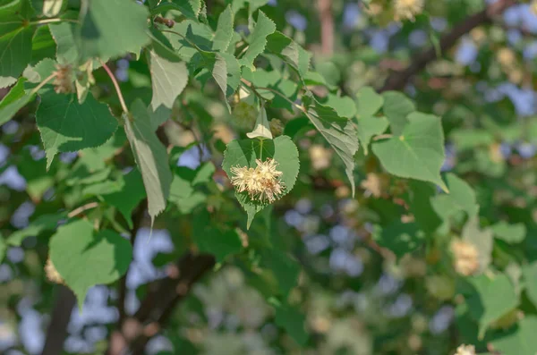 Blooming linden tree. Leaves and flowers of linden tree, selective focus