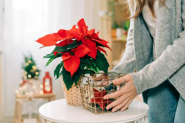 Hermosa poinsettia en maceta de mimbre y manos de mujer preparando regalos en canasta dorada sobre fondo borroso de decoración navideña. Tradicional flor estrella de Navidad. — Foto de Stock