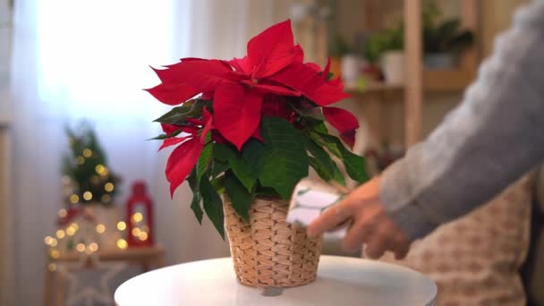 Beautiful poinsettia in wicker pot and woman hands preparing gifts on blurred holiday decoration background. Traditional Christmas star flower. — Stock Video